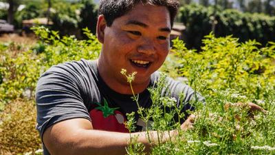 Sheraton Waikiki chef Colin Hazama gets hands-on during a farm tour. // © 2015 Sheraton Waikiki 2