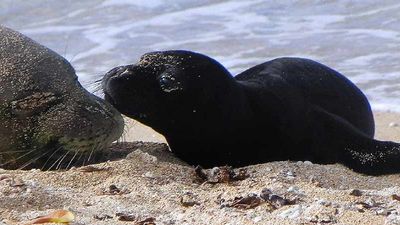 Kauai monk seals are often spotted right on the beach. // © 2015 Tim Robinson 2