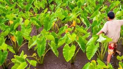A local taro farm is among the stops on Tasting Kauai’s new Royal Coconut Coast tour. // © 2015 Daniel Lane Media 2
