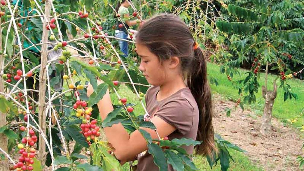 Kona Coffee Cultural Festival offers hands-on coffee-picking. // © 2015 Kona Coffee Cultural Festival 2