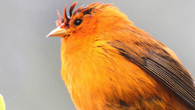 Top Hawaii Island Bird Tours and Events