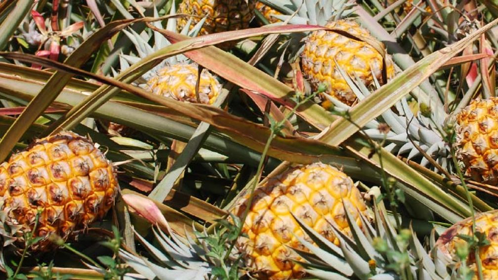 Maui Gold is a key ingredient in MauiWine’s Hula O Maui sparkling wine. // © 2016 Maui Pineapple Tours 2