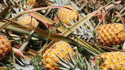 Maui Gold is a key ingredient in MauiWine’s Hula O Maui sparkling wine. // © 2016 Maui Pineapple Tours 2