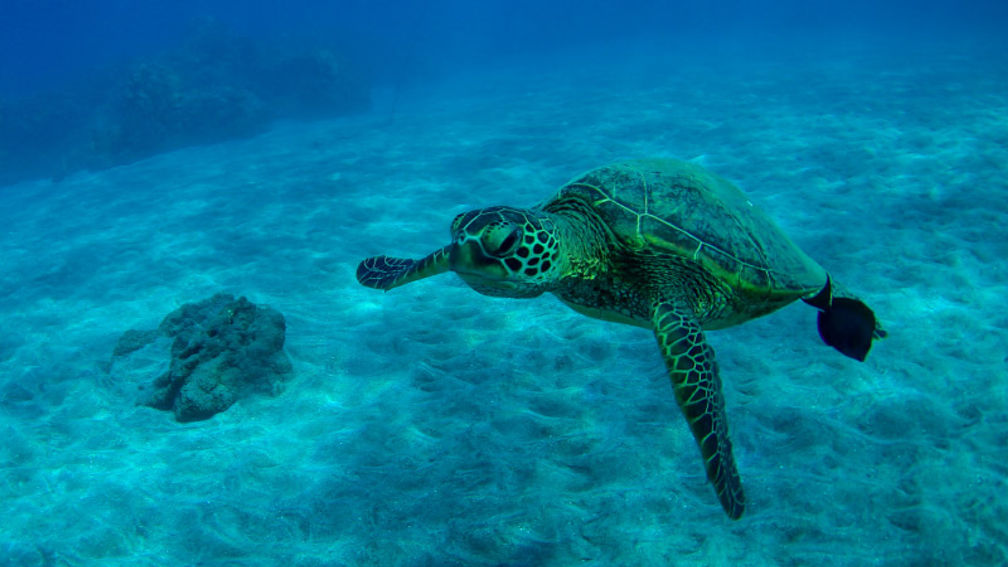 Snorkel and Sail on Maui With Trilogy Excursions TravelAge West