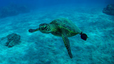 Guests can swim with marine life. // © 2017 Trilogy Excursions