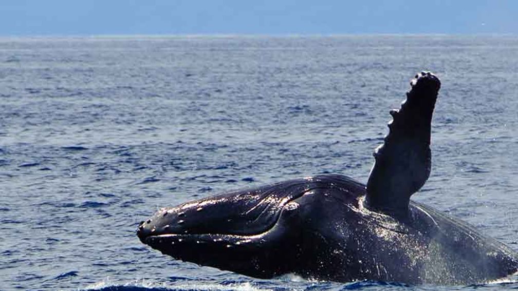 Go Whale Watching With Star of Honolulu