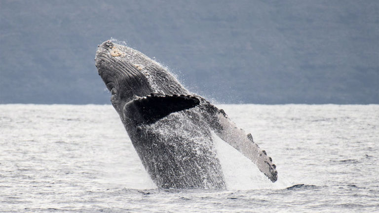 At the Hawaii Wildlife Discovery Center in Kaanapali's Whalers Village, clients will learn about Hawaii's rare marine environment and how to protect it.