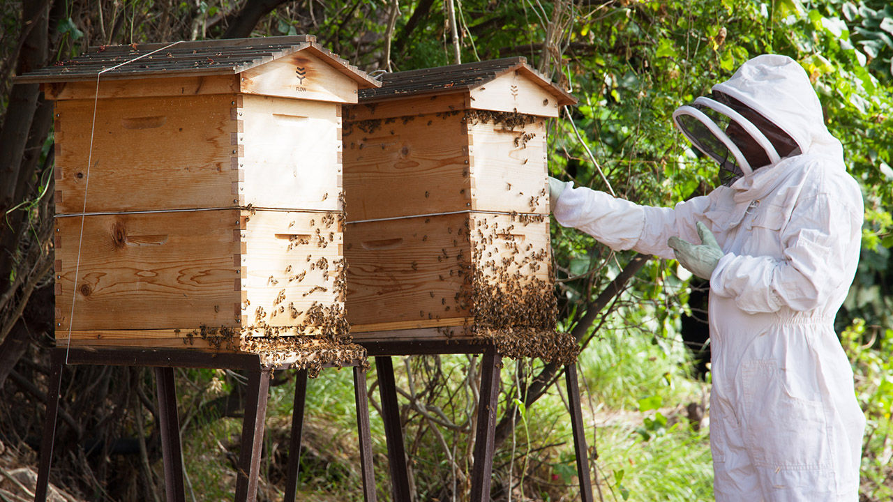 Mauna Kea Resort offers ideal conditions for beehives, which have a positive impact on the local environment.