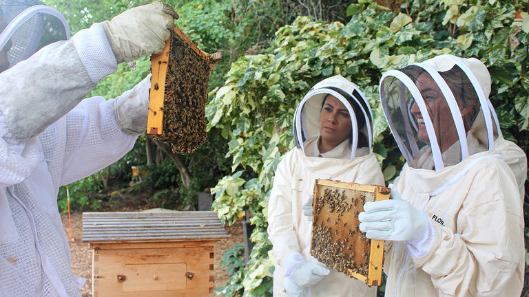 During a tour, guests get close to the hives and take turns holding panels swarming with bees.
