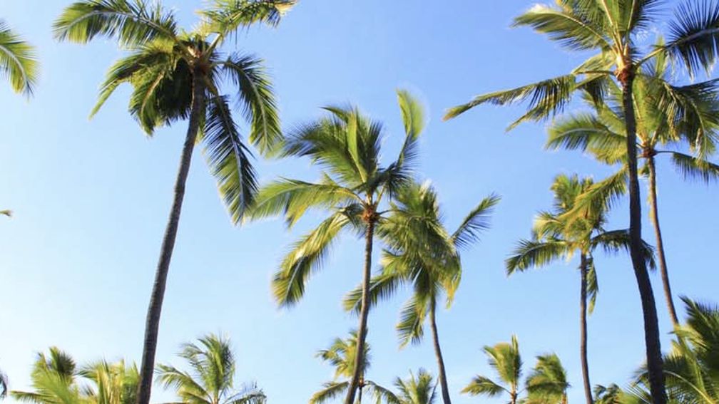 Cocopalms_feature