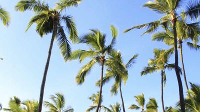 The resort is situated on a coconut grove on Kauai. // © 2014 Thinkstock