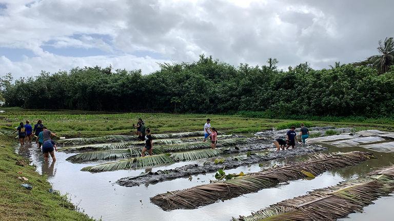 During Kualoa's community volunteer days, visitors have fun in the sun while tending to taro patches.