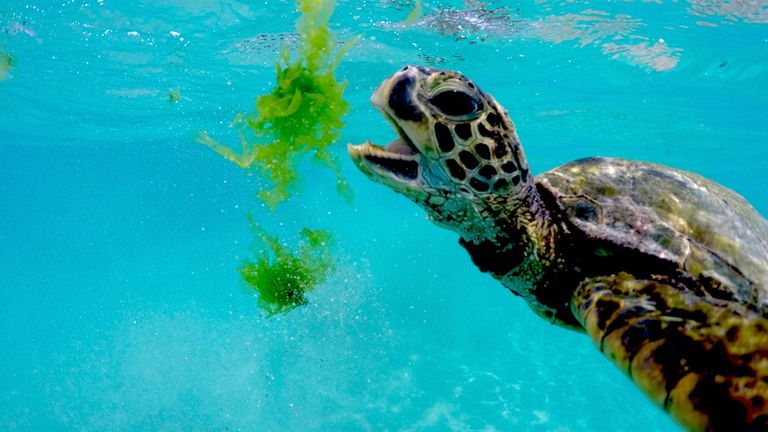 Hawaii is slated to reopen its visitor industry with a COVID-19 pretesting program for trans-Pacific travelers Oct. 15.