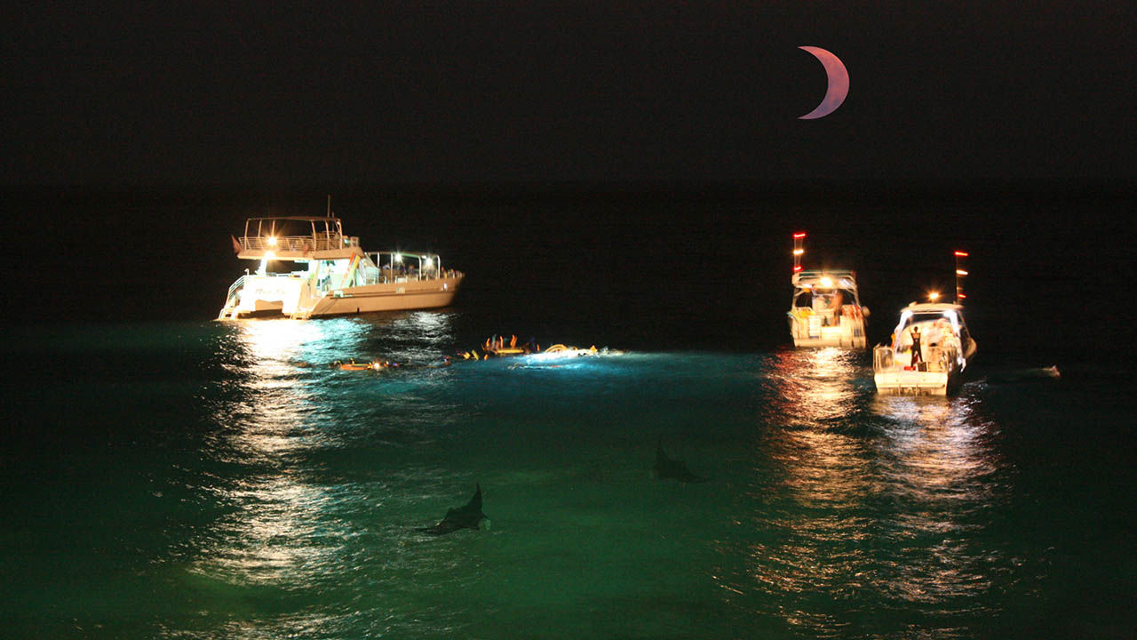 Visitors get thrills from manta swims off the shores of Hawaii Island.