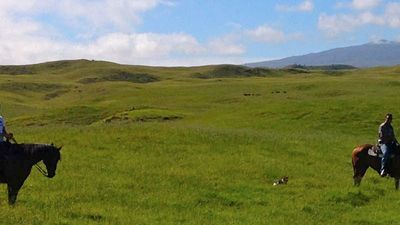Dahana Ranch horseback tours on Hawaii Island traverse rolling pasturelands with dramatic views. // © 2014 Marty Wentzel