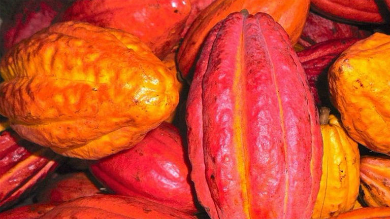 During Hana Gold tours, clients see the colorful pods that house cacao beans.