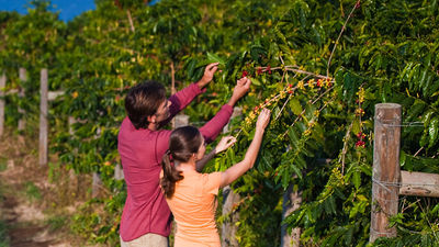 Hawaii Island visitors tour a Kona coffee farm. // © 2014 roundTAIWANround HTA/Tor Johnson