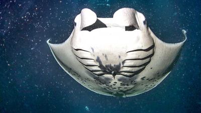 Divers and snorkelers come within inches of manta rays during evening tours on Hawaii Island. // © 2017 Fair Wind Cruises