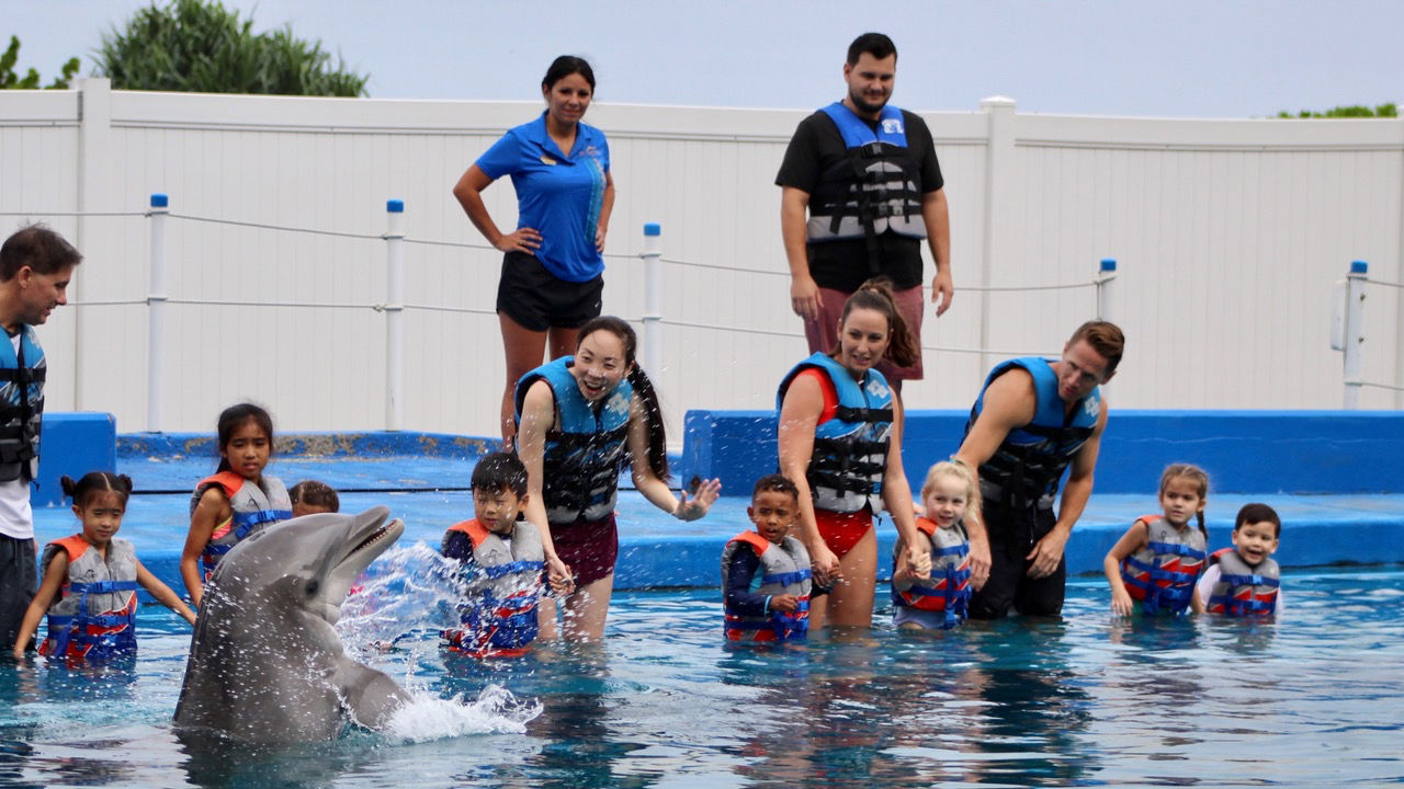 Sea Life Park's Dolphin Splash invites youngsters to make splashy friends.