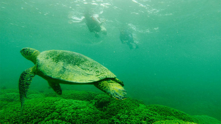 During the guided kayak and snorkel excursion, clients might see green sea turtles in Kaneohe Bay.