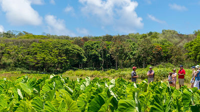 Clients tour the taro fields of Kealia Farm during the Royal Coconut Coast Tour. // © 2015 Tasting Kauai