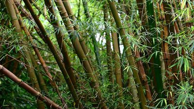 Kipu Ranch Adventures’ tours take clients to exotic natural settings, including a bamboo forest. // © 2016 Kipu Ranch Adventures