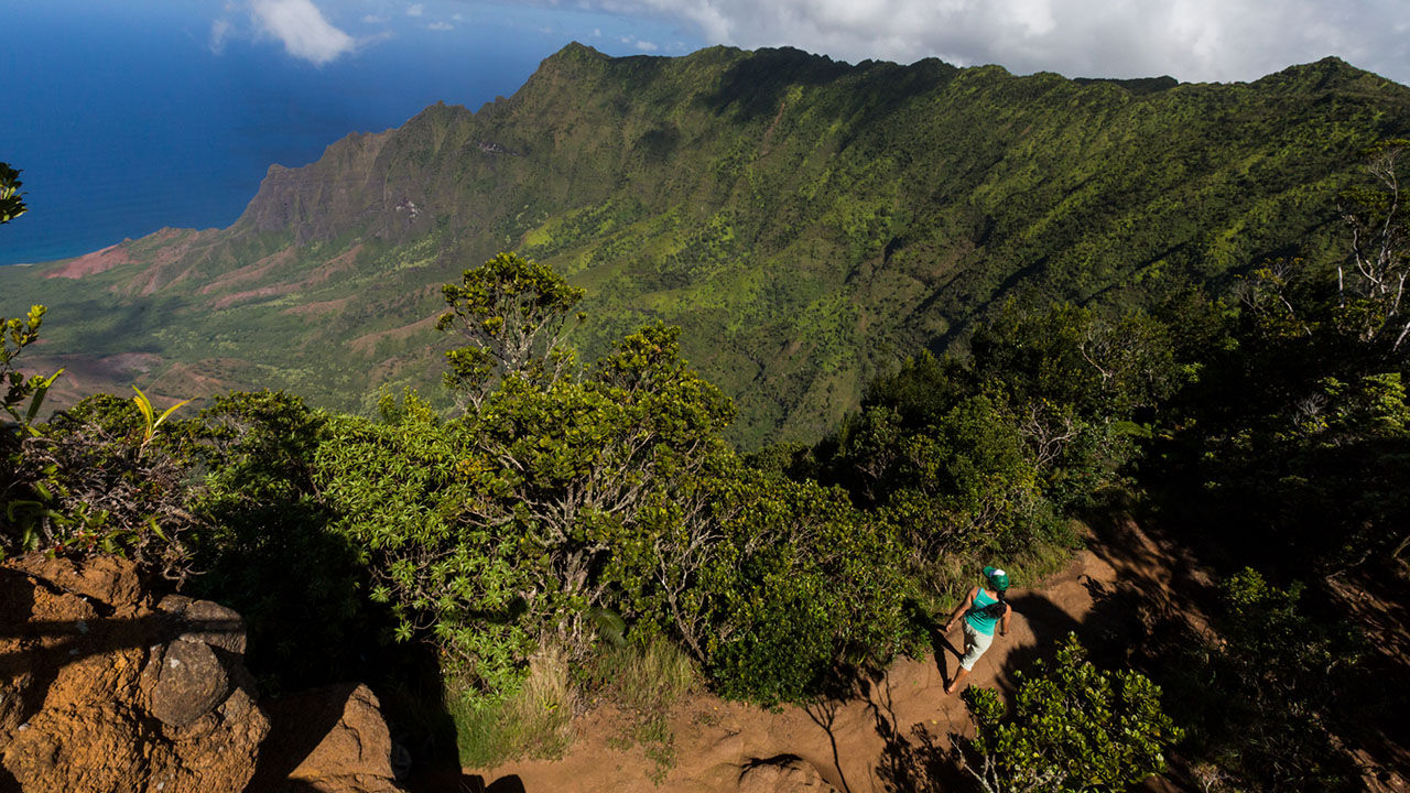 Kokee’s trails lead hikers to breathtaking views of Kauai’s Kalalau Valley and Napali Coast.