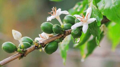 See coffee trees at Kona Coffee Living History Farm. // © 2015 iStock