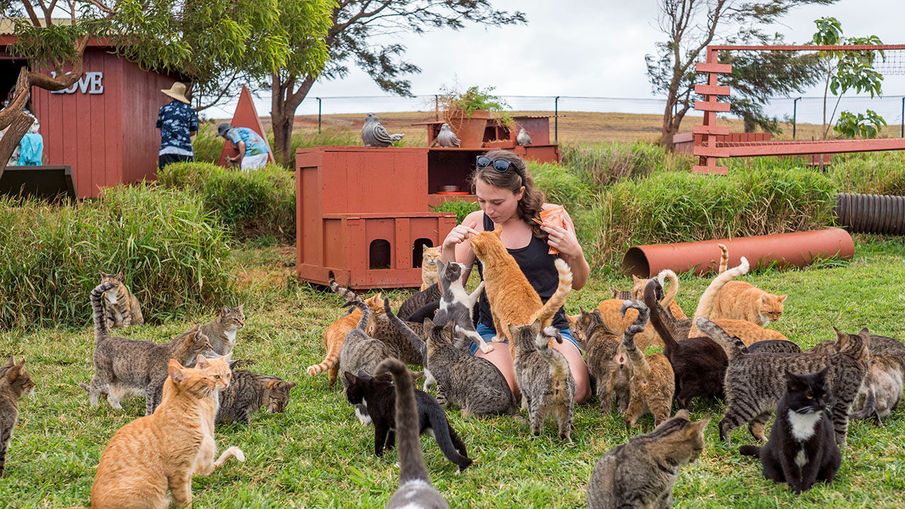 At Lanai Cat Sanctuary, visitors can help firsthand with the socialization of island strays.