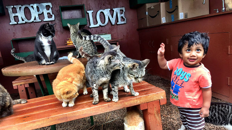 All ages get into the act at Lanai Cat Sanctuary.