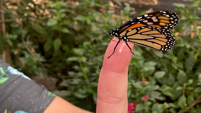 Clients can feed nectar to a butterfly as it rests on their finger.