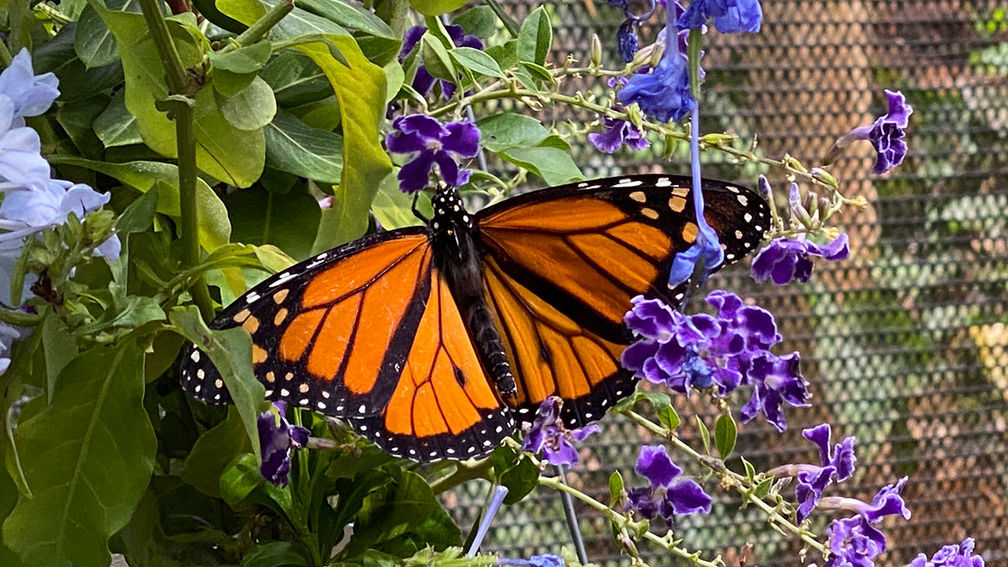Farm Butterfly Farm Butterfly