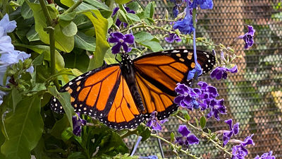 Why Visitors Should Tour the Maui Butterfly Farm