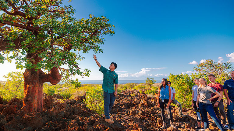 Tour participants learn about the significance of the wiliwili tree during their experience.