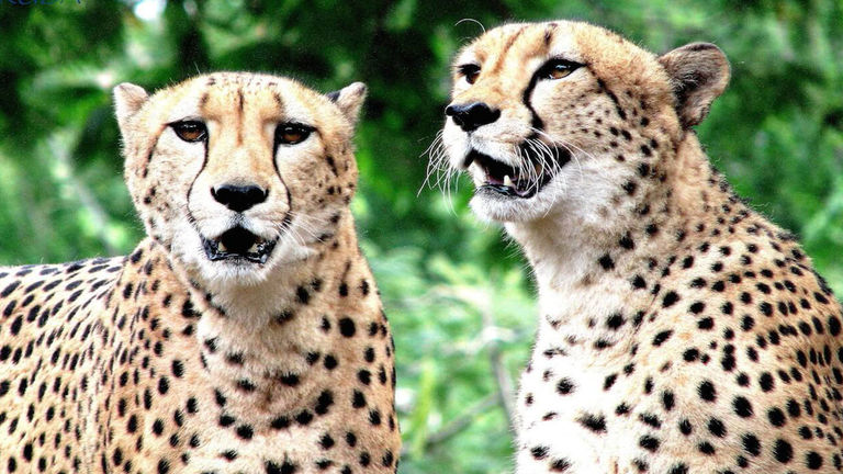 Two of the zoo’s three female cheetahs