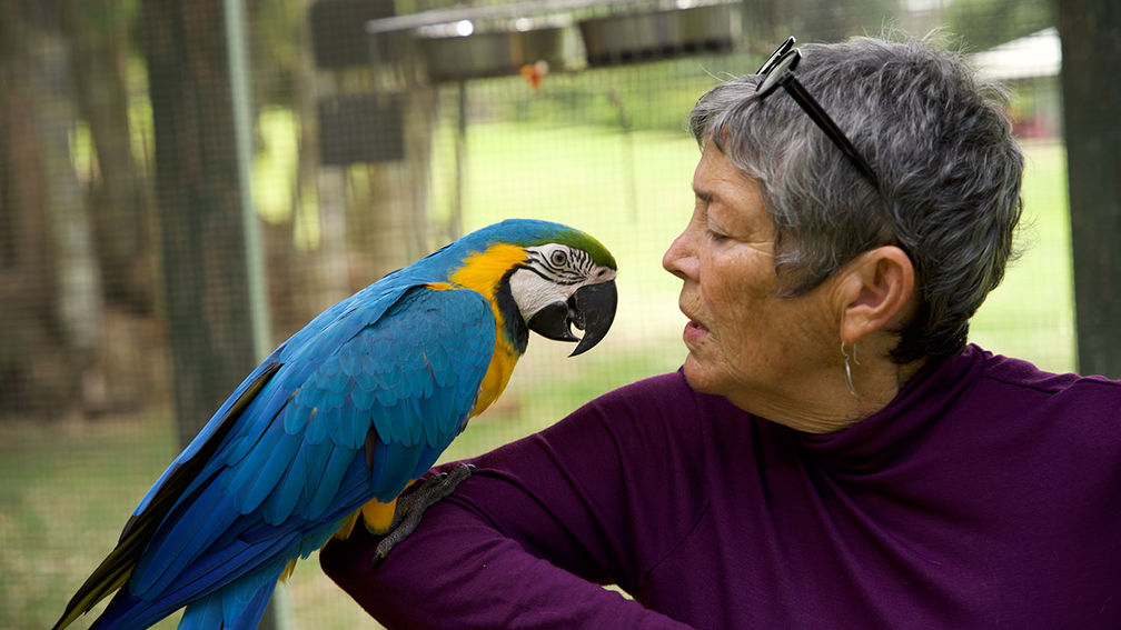 Review: Parrots in Paradise Sanctuary on Hawaii Island