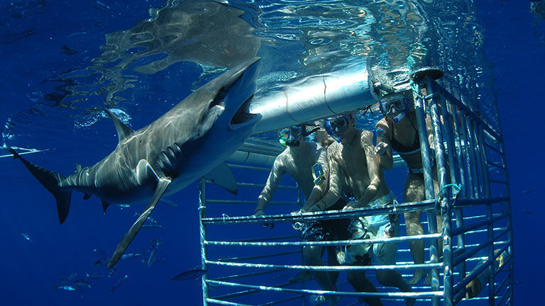 On a cage diving tour, clients can get very close to the sharks.