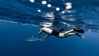 Swimming With Sharks on Oahu’s North Shore