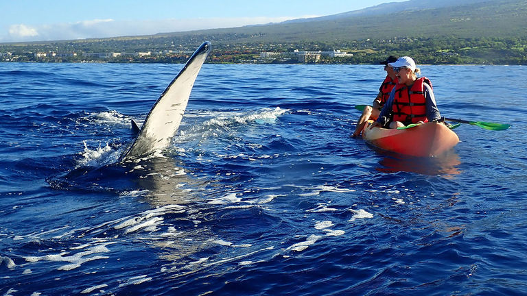 During Maui Kayak Adventures’ new whale-watching kayak and snorkel tour, clients split their time between spotting humpbacks and swimming with other sea creatures.