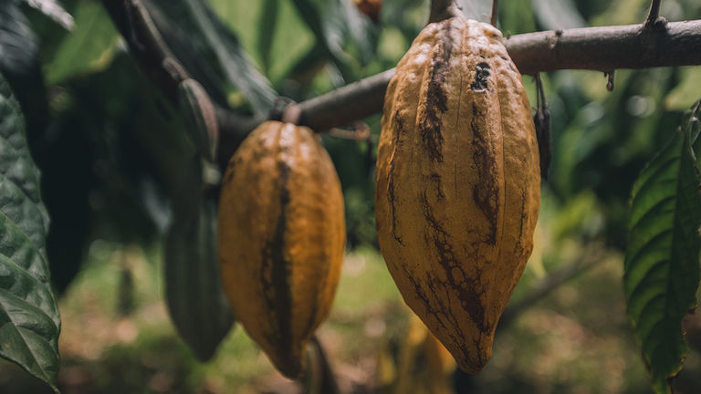 During a food tour, Kualoa guests see a variety of exotic crops like cacao.
