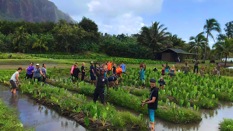 Visitors can take part in a range of voluntourism programs and earn free nights through the Malama Hawaii program.