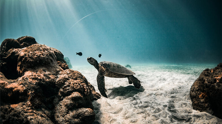Teralani takes clients to top snorkeling spots, where they may spot sea turtles and other marine life.