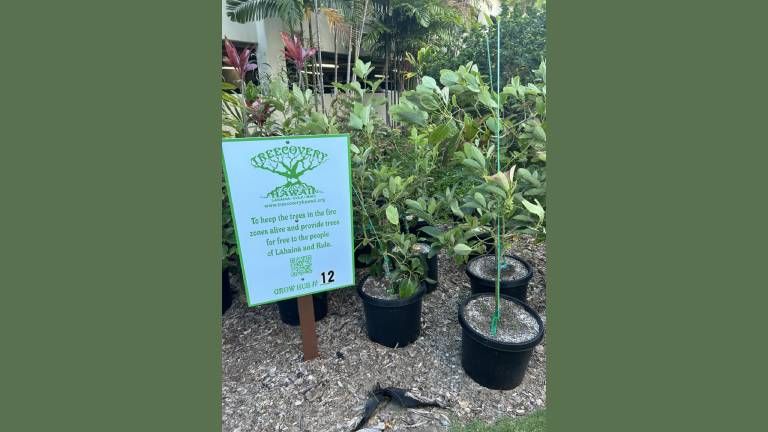 Sheraton Maui Resort & Spa serves as a Treecovery grow hub.