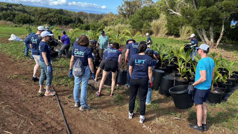 Volunteers from Alaska Airlines/Hawaiian Airlines, Treecovery’s newest partner, have helped pot trees.
