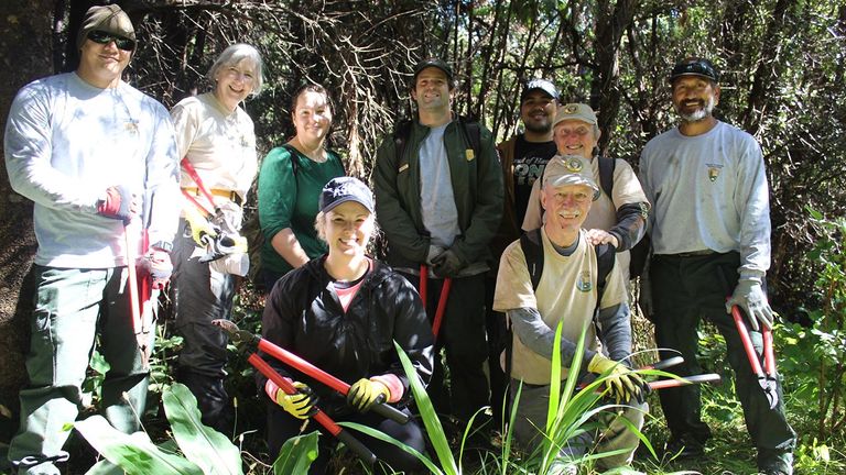 Clients can help clear invasive plants from Hawaii Volcanoes National Park during Stewardship at the Summit outings.