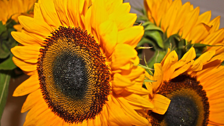 If it's November, the sunflowers are probably blooming in Waialua.