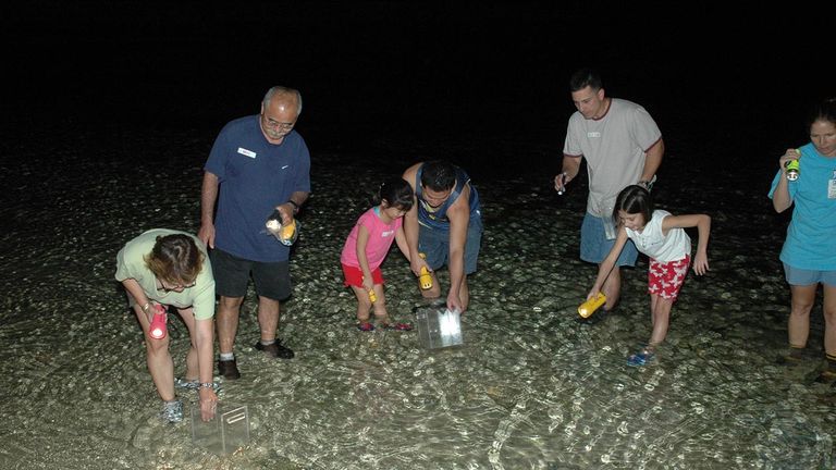 During evening reef walks, clients get acquainted with lively nocturnal sea creatures.
