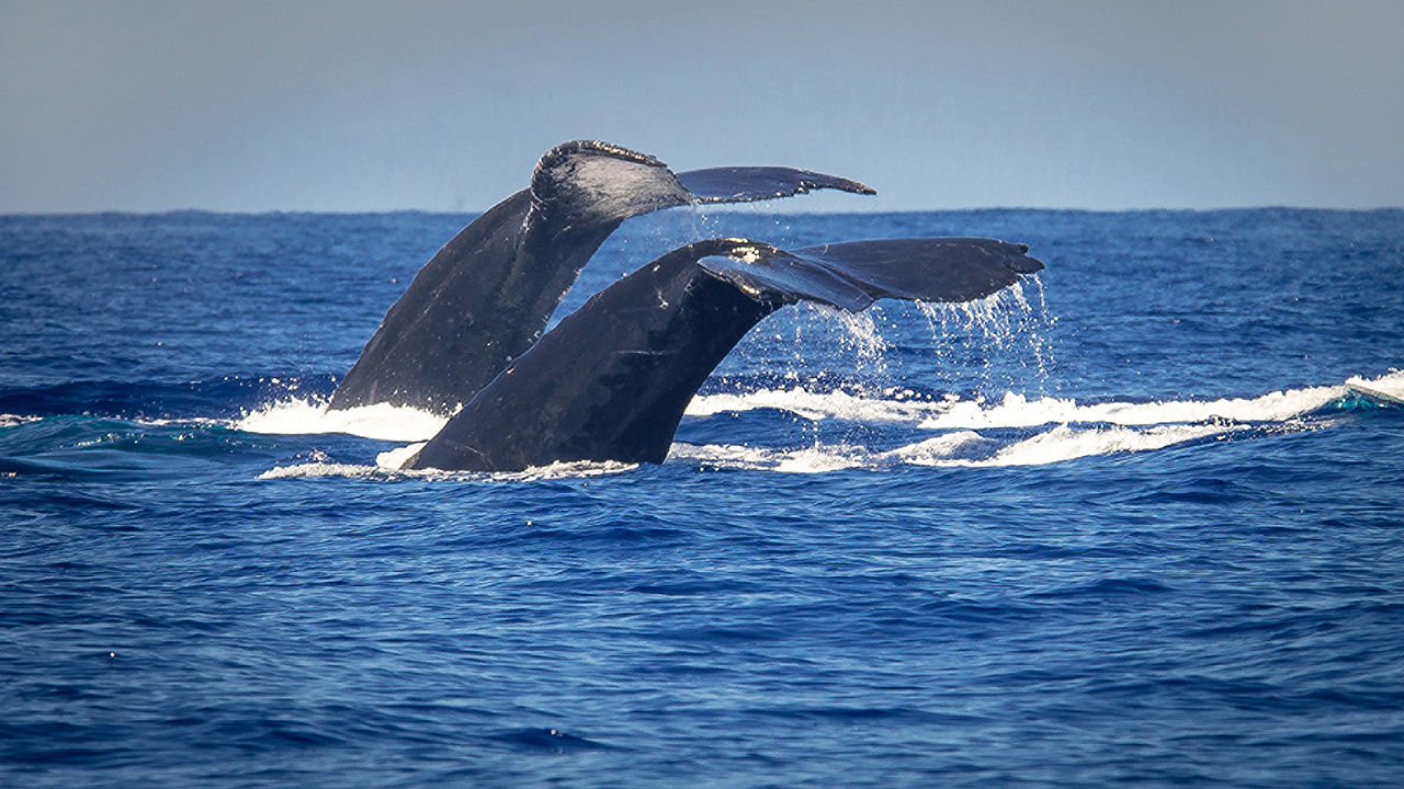 Four Seasons Resort Maui guests have access to an exciting range of whale-oriented activities.