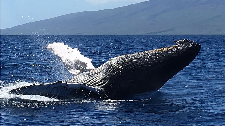 The Ritz-Carlton, Kapalua's guests see and learn about humpbacks during Ambassadors of the Environment's seasonal whale-watching cruise.