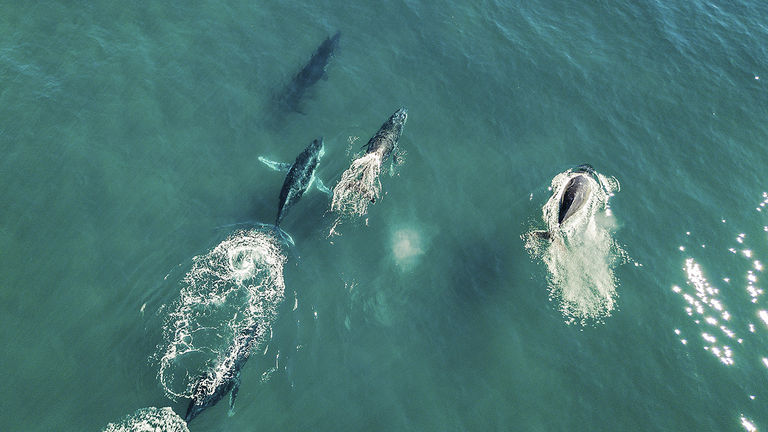 Blue Hawaiian Helicopters' new Heli-Whale Experience thrills clients with dramatic bird’s-eye views of Hawaii's humpbacks.